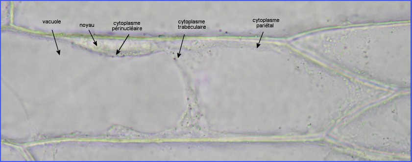 cytoplasme_ensemble